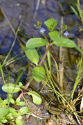 Veronica beccabunga