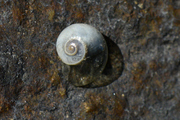 Vitrina pellucida