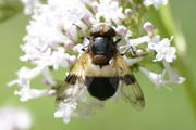 Volucella pellucens