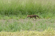 Vulpes vulpes